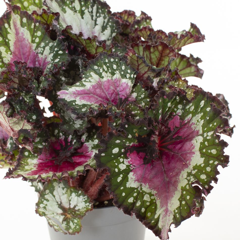 bladbegonia
