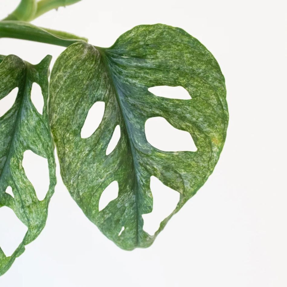 Monstera Adansonii Mint