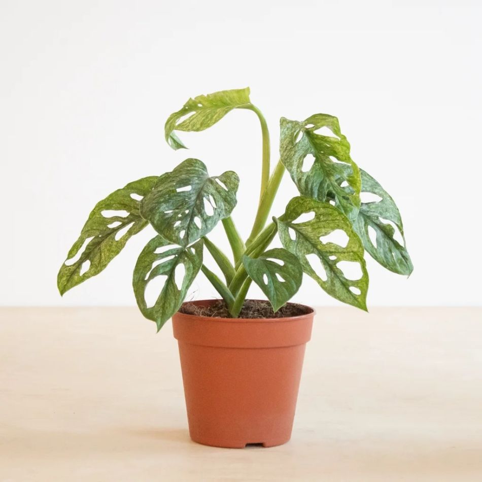 Monstera Adansonii Mint