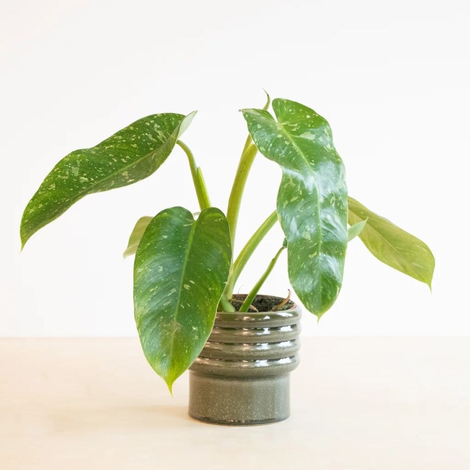 Philodendron Jose Bueno