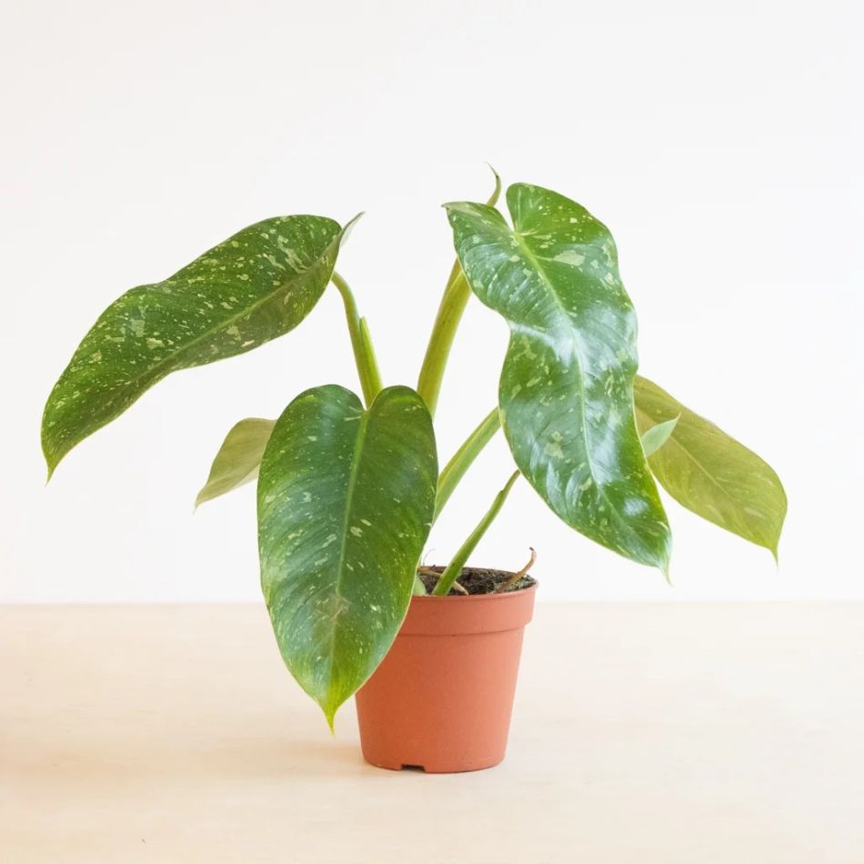 Philodendron Jose Bueno
