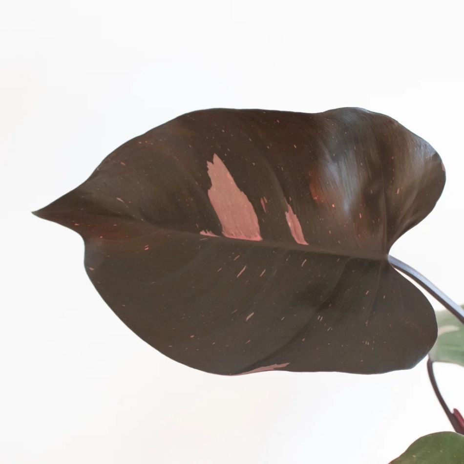 Philodendron Pink Princess
