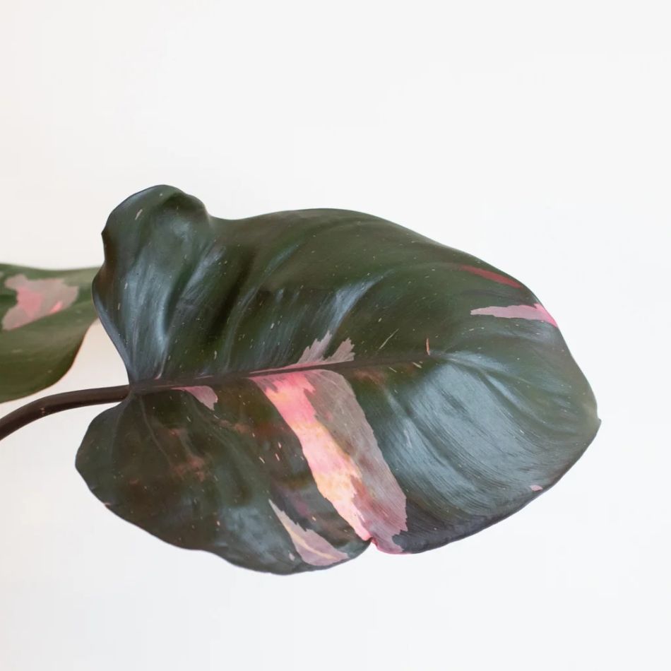 Philodendron Pink Princess