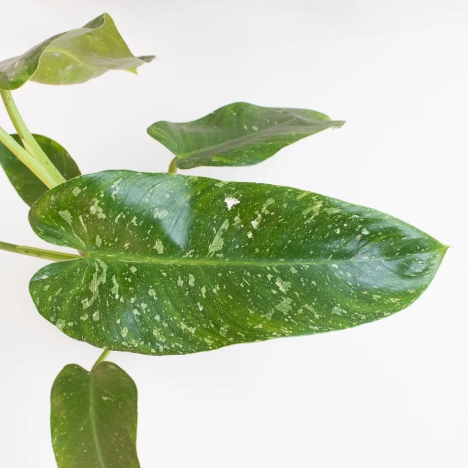 Philodendron Jose Bueno