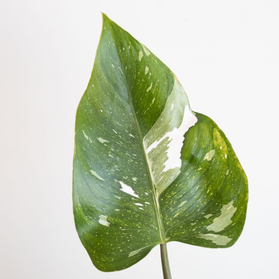 Philodendron White Princess