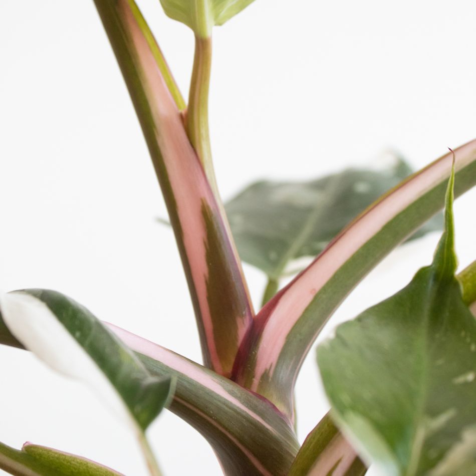 Philodendron White Princess