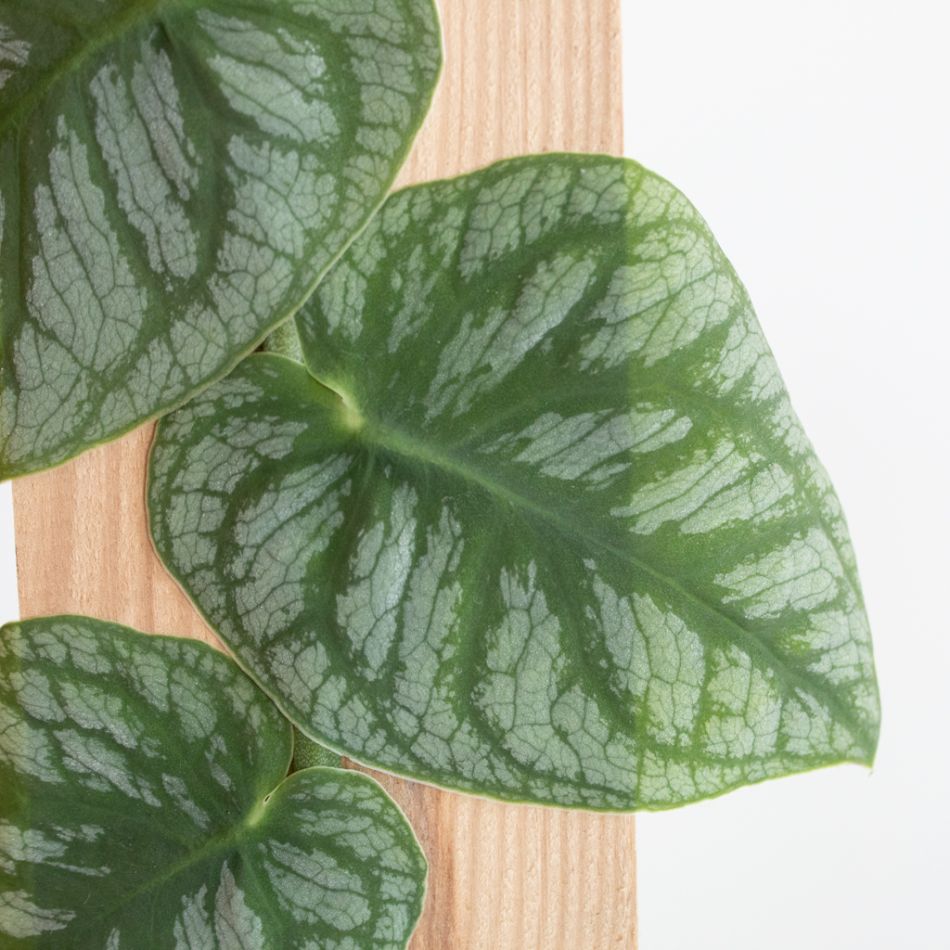 Monstera Dubia