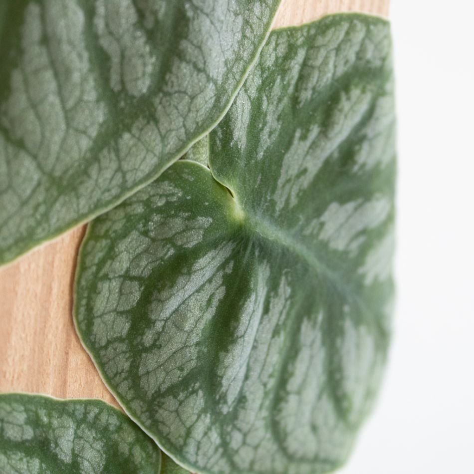 Monstera Dubia