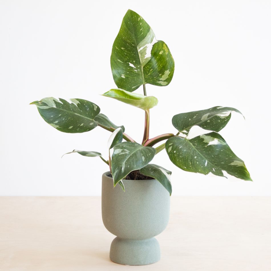 Philodendron White Princess