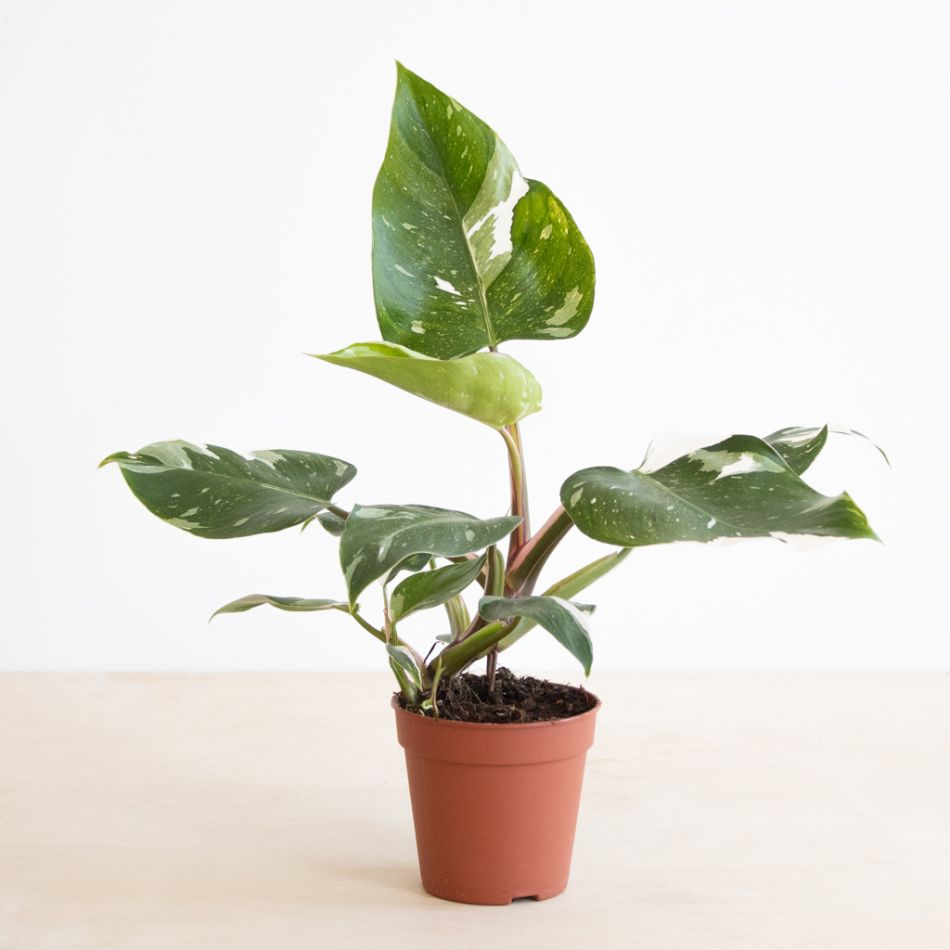 Philodendron White Princess
