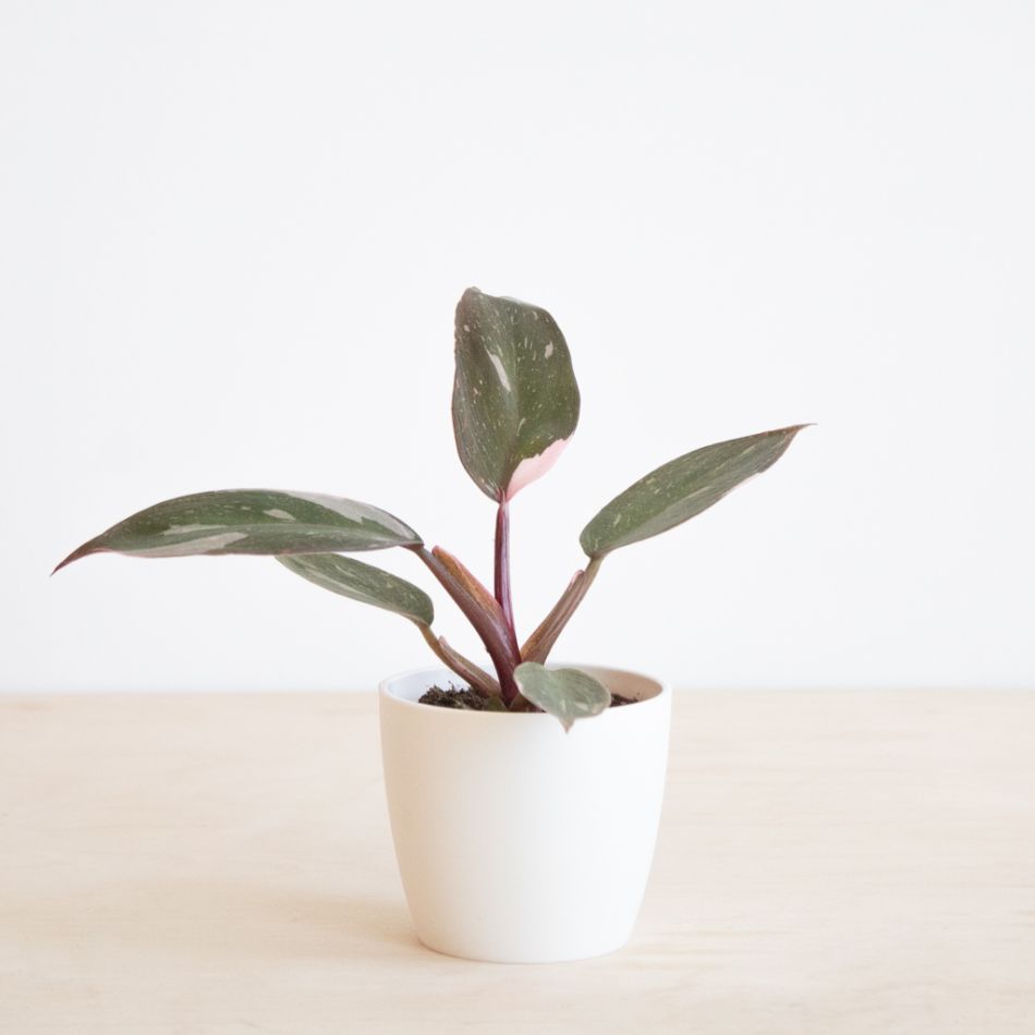 Philodendron Pink Princess