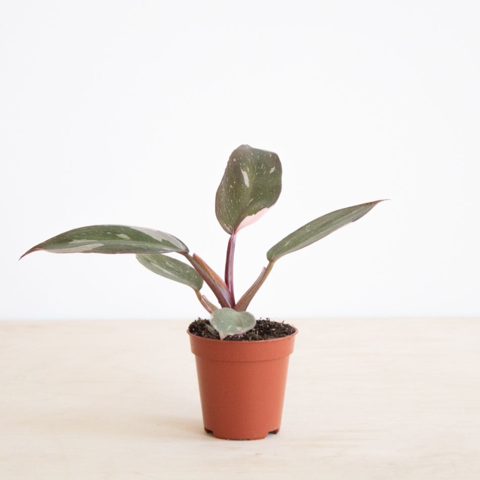 Philodendron Pink Princess