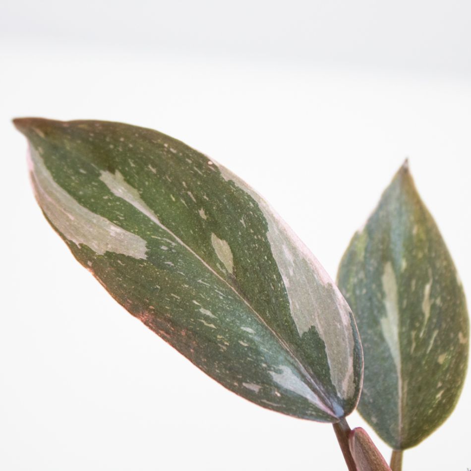 Philodendron Pink Princess