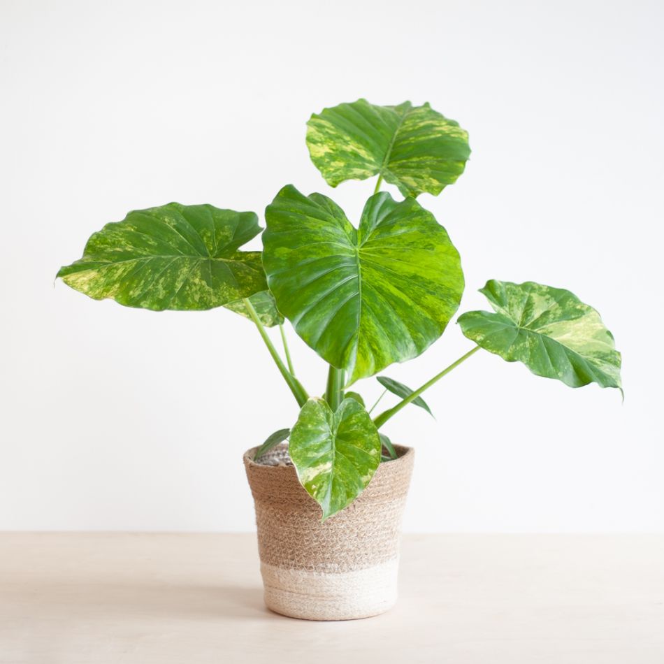 Alocasia Gageana Variegata