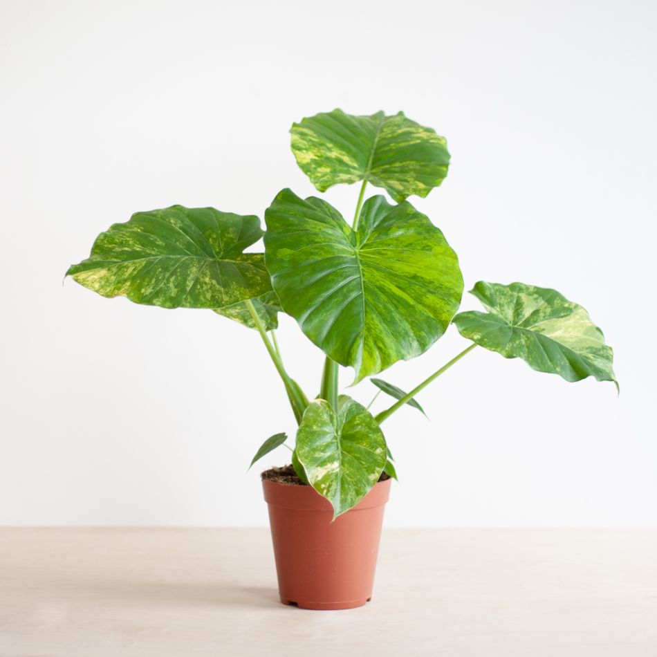 Alocasia Gageana Variegata