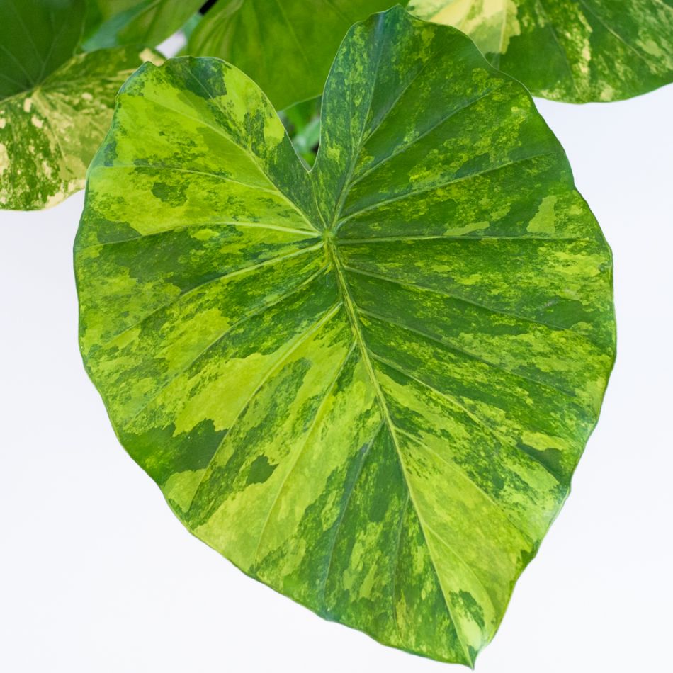 Alocasia Gageana Variegata