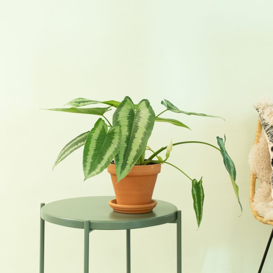 Schismatoglottis Wallichi