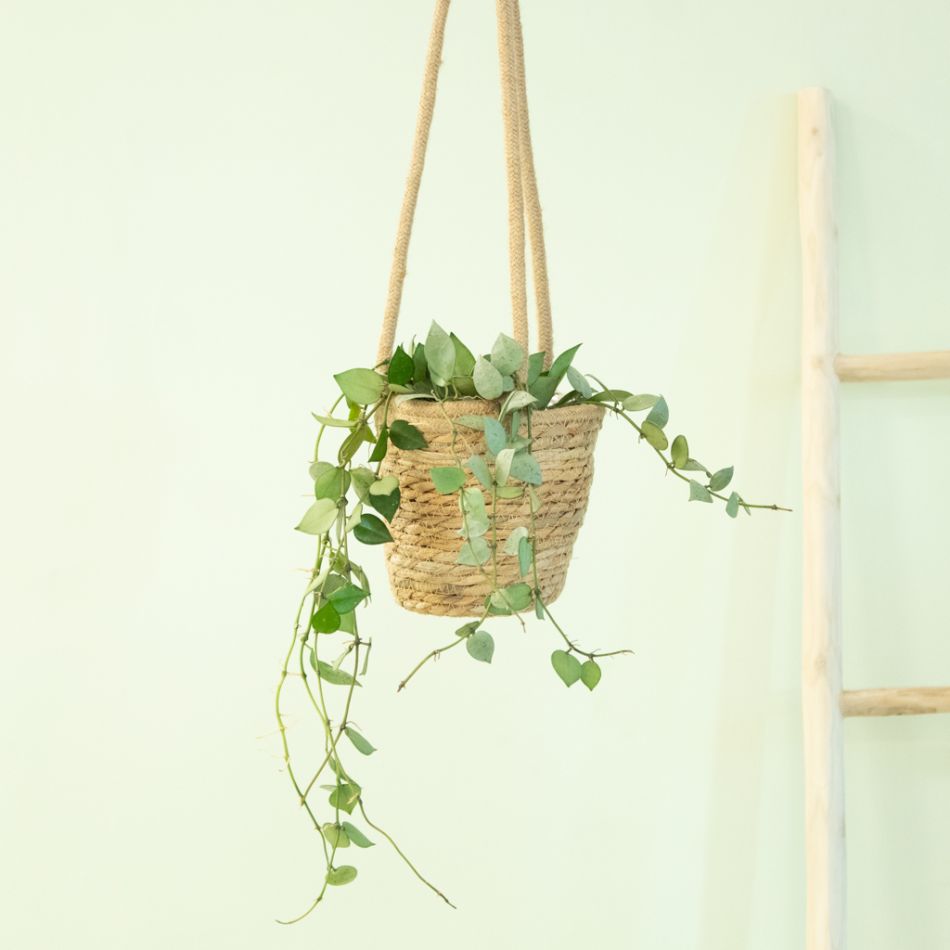 Hoya Krohniana Eskimo