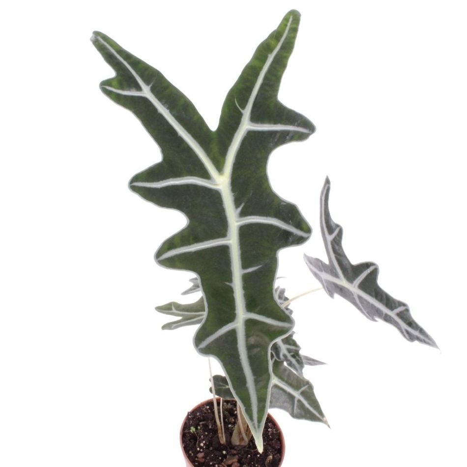 Alocasia Nobilis blad