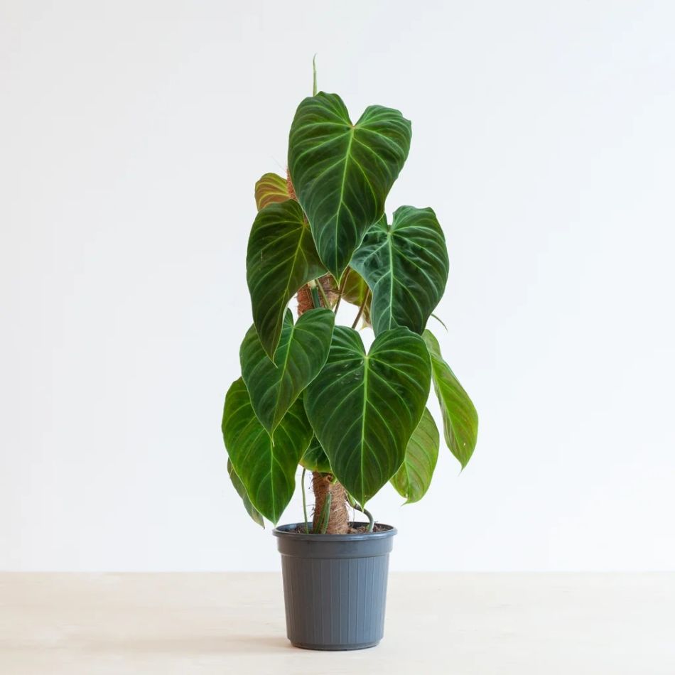 Philodendron Splendid