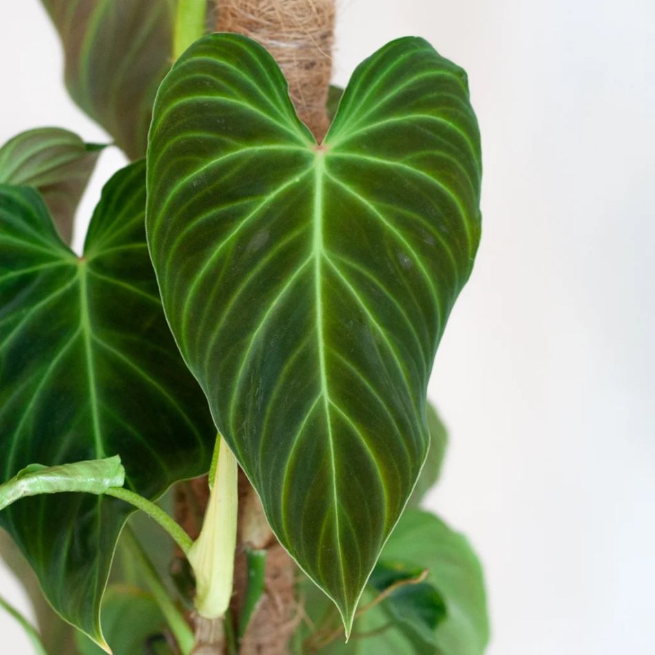 Philodendron Splendid blad