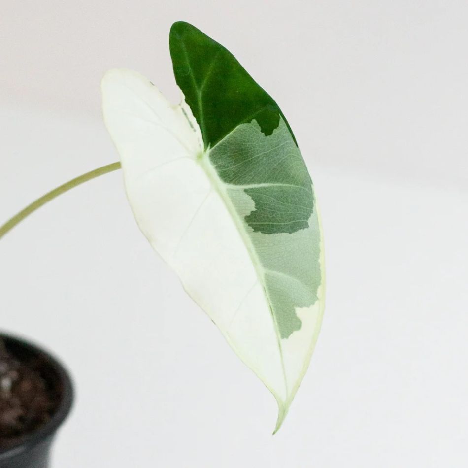 Alocasia Frydek Variegata