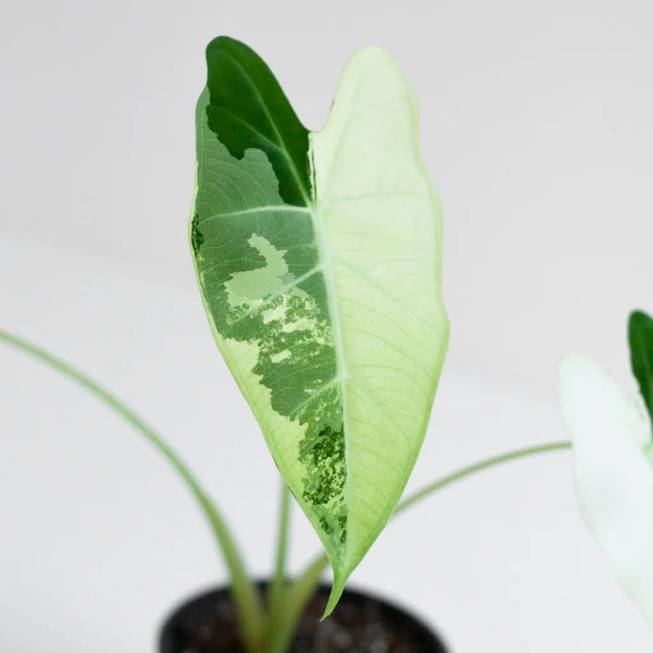 Alocasia Frydek Variegata blad