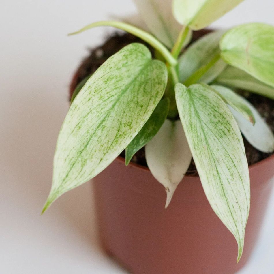 Philodendron Florida Ghost
