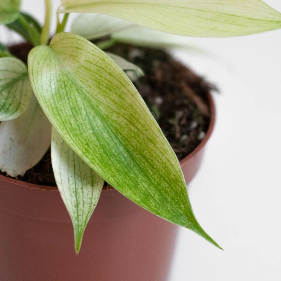 Philodendron Florida Ghost blad