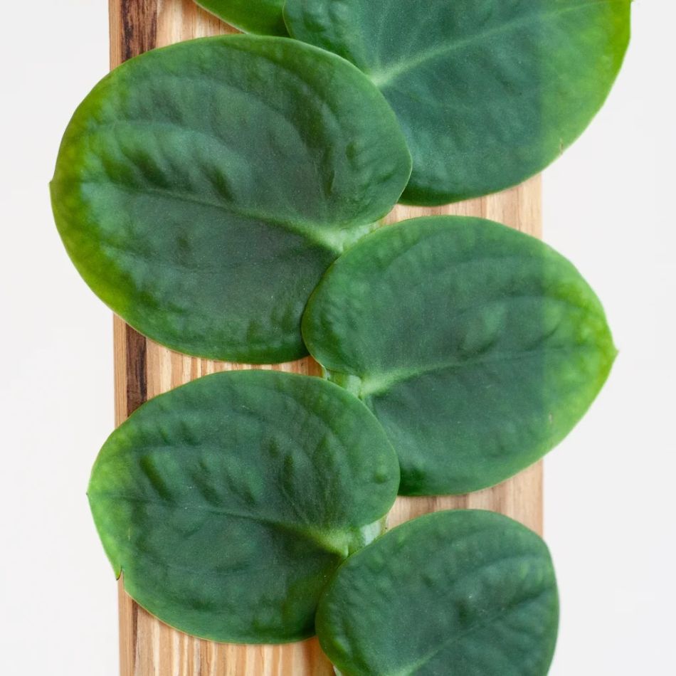 Rhaphidophora Celatocaulis