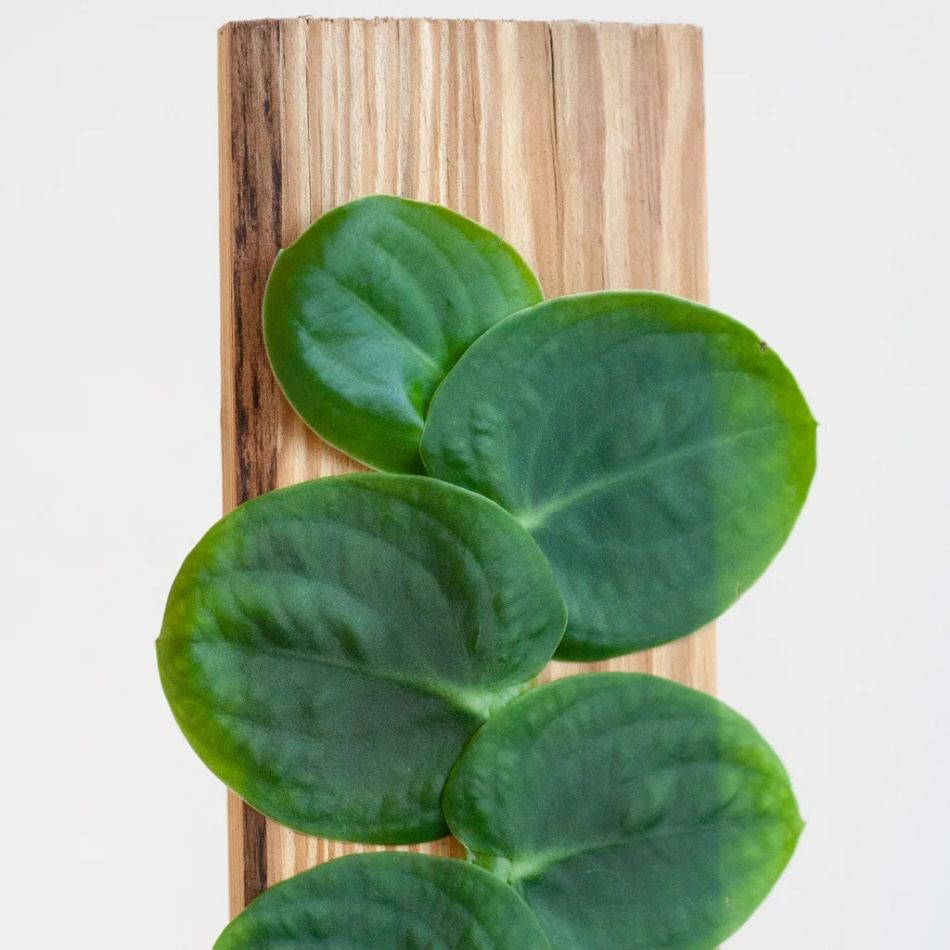 Rhaphidophora Celatocaulis