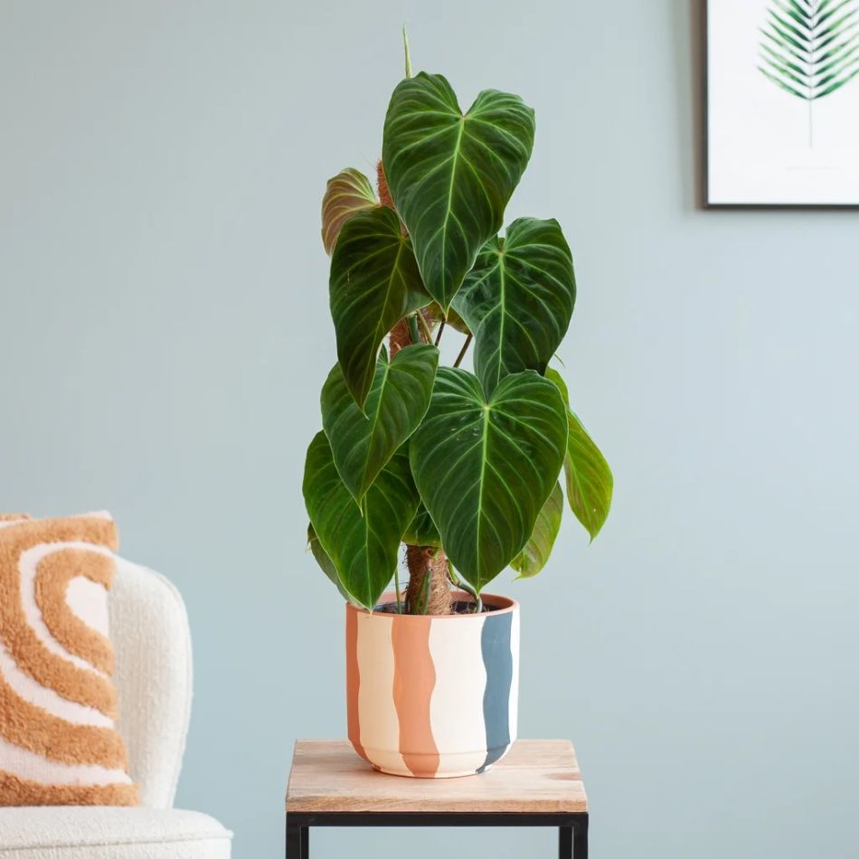 Philodendron Splendid
