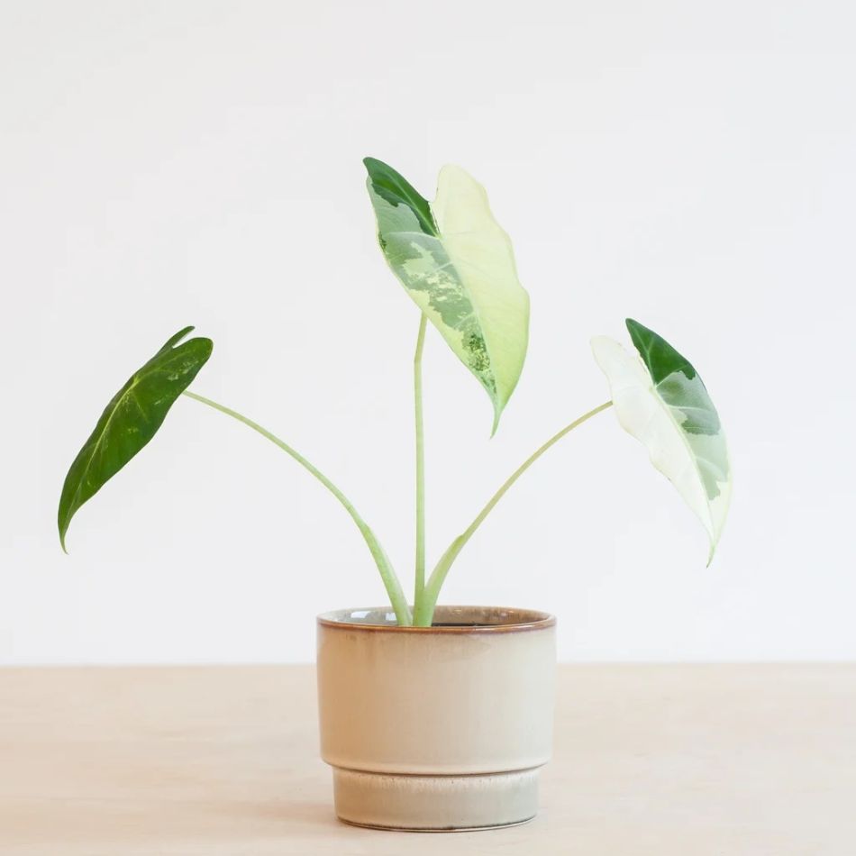 Alocasia Frydek Variegata