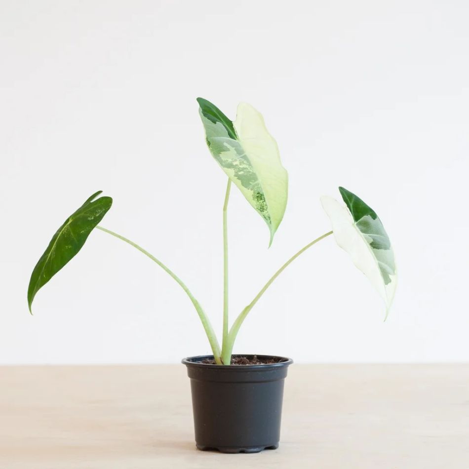 Alocasia Frydek Variegata