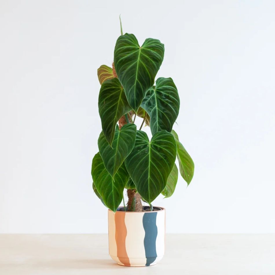 Philodendron Splendid