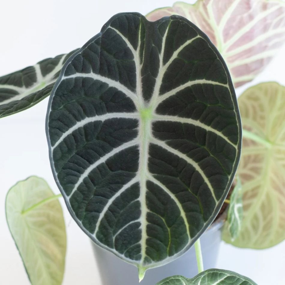 Alocasia Ninja