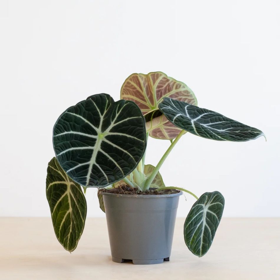 Alocasia Ninja