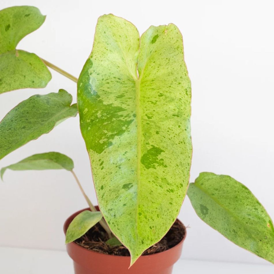 Philodendron Paraiso Verde blad