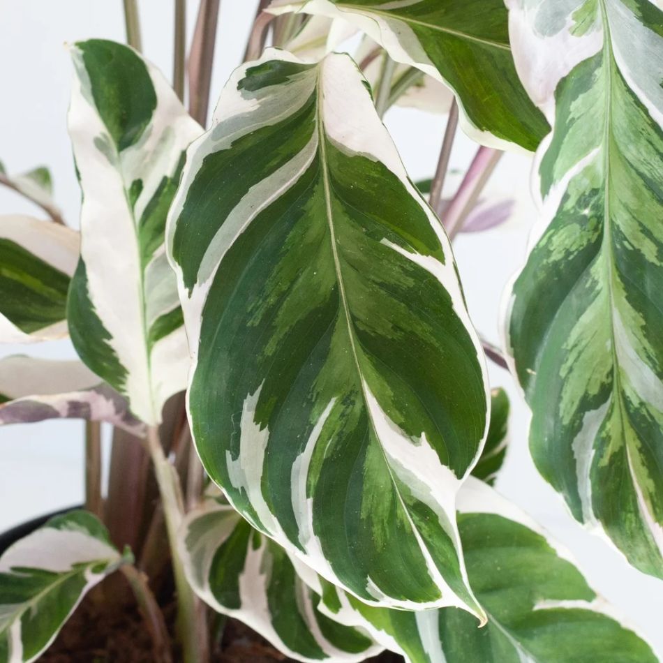 Calathea White Fusion
