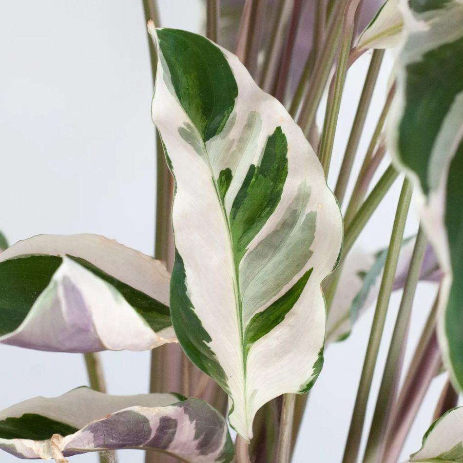 Calathea White Fusion
