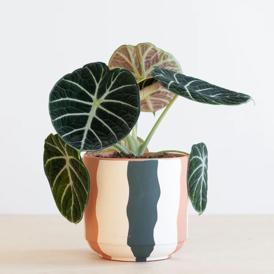 Alocasia Ninja