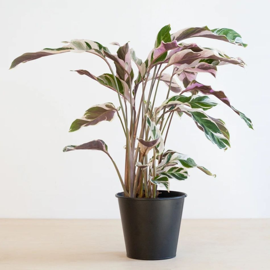 Calathea White Fusion