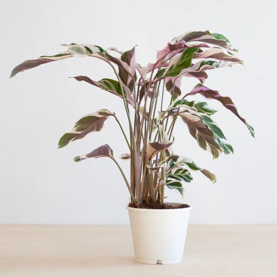 Calathea White Fusion