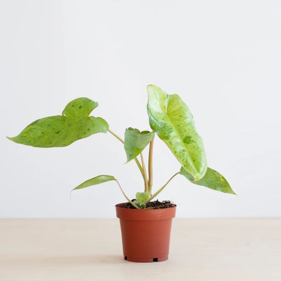 Philodendron Paraiso Verde