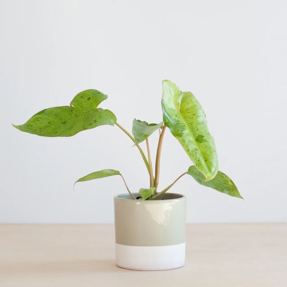Philodendron Paraiso Verde