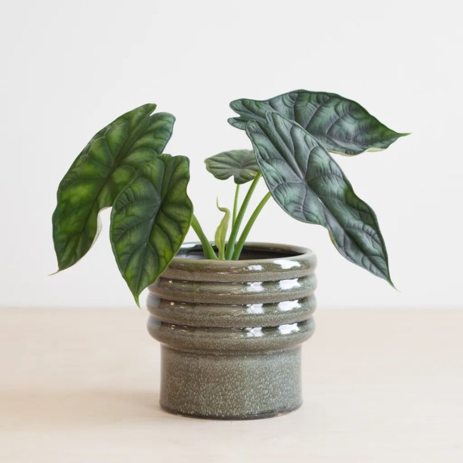 Alocasia Dragon Scale