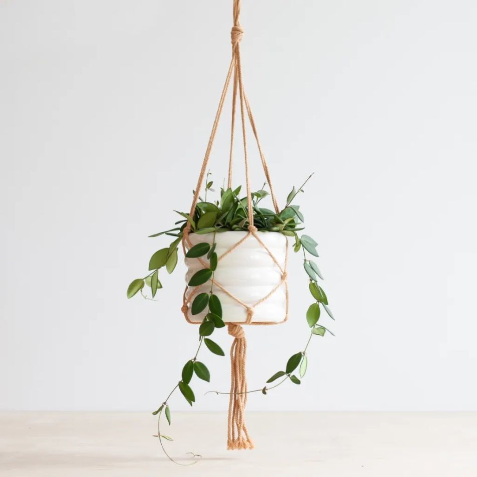 Hoya Burtoniae