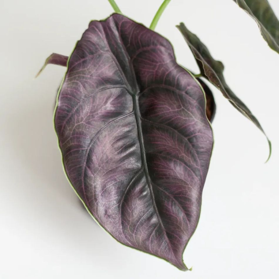 Alocasia Azlanii blad