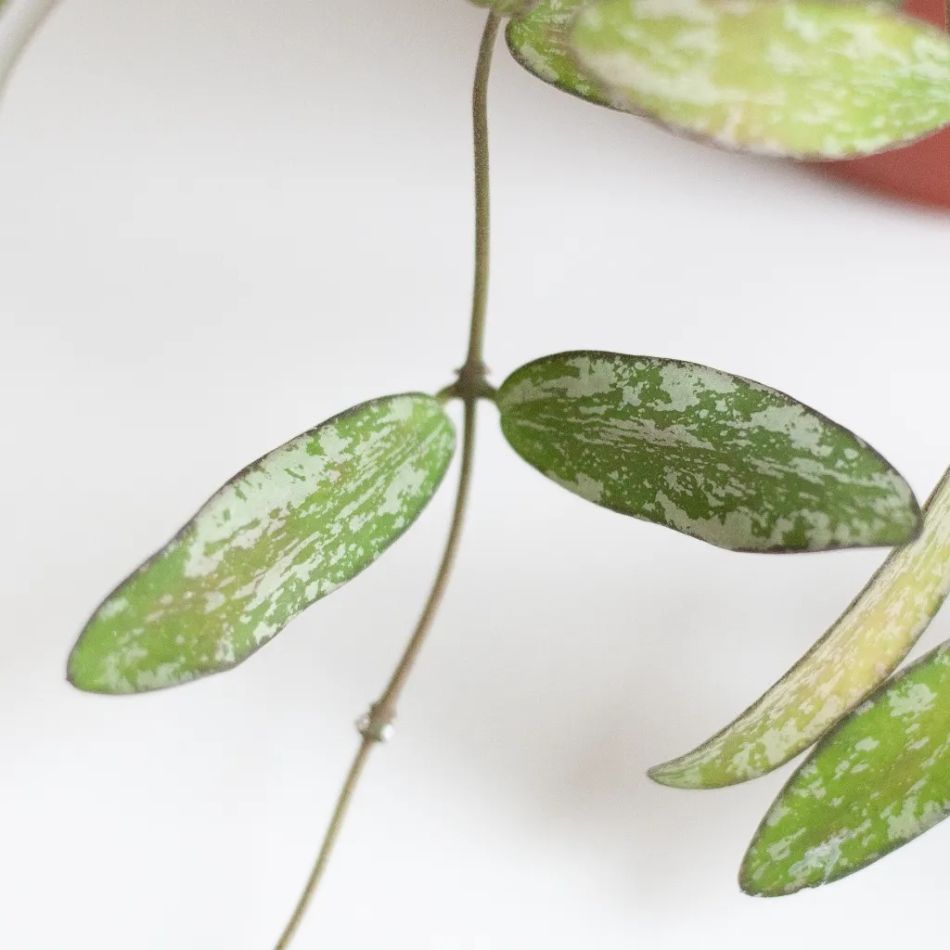 Hoya Sigillatis blad