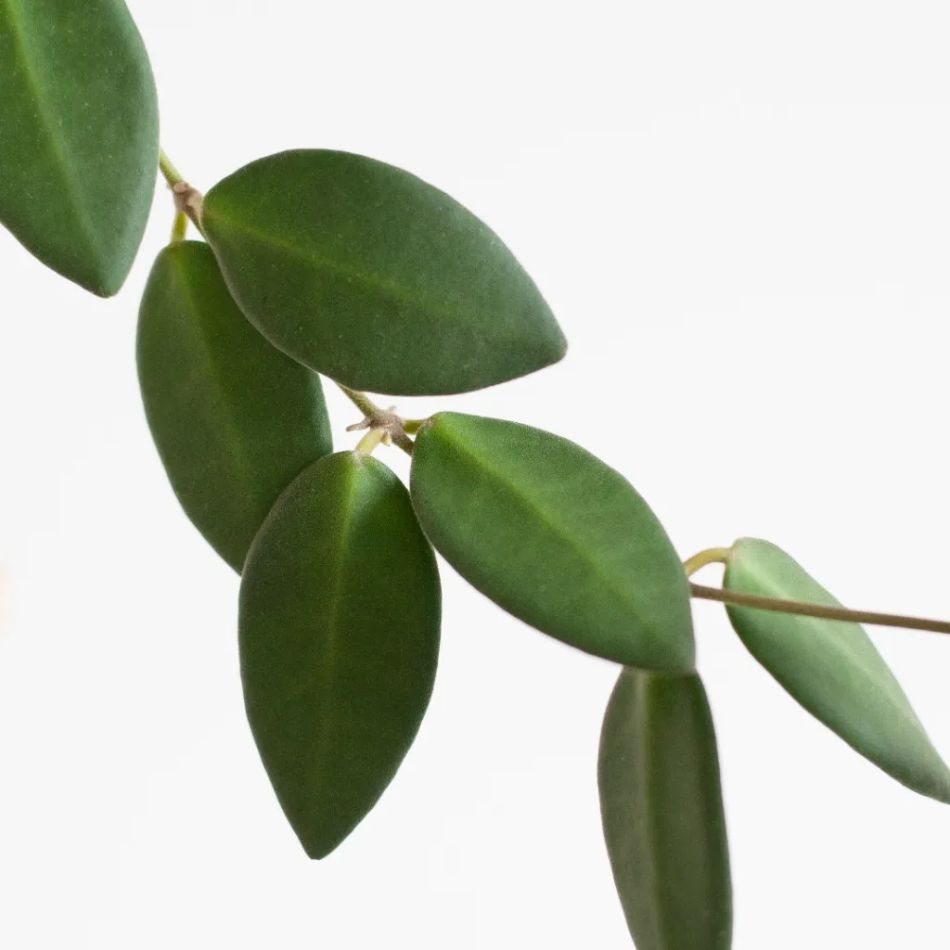 Hoya Burtoniae blad